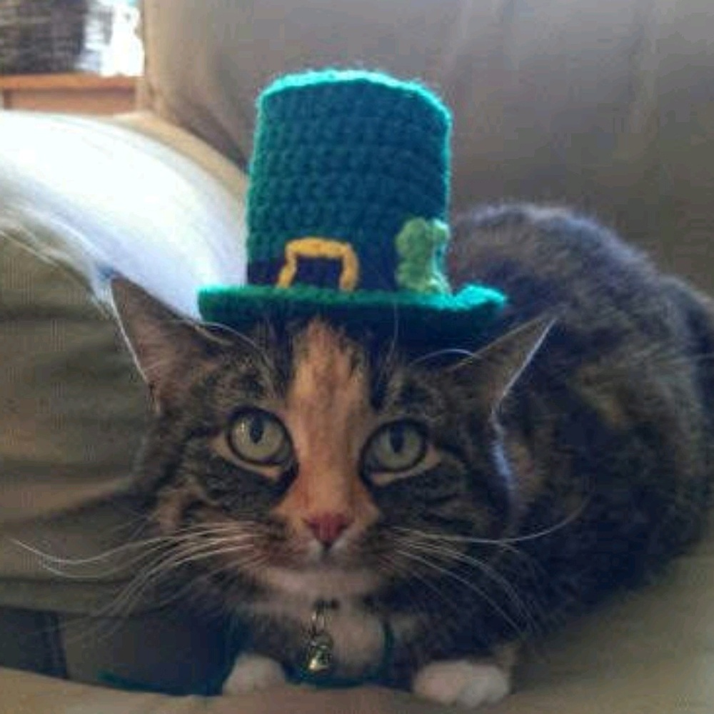 Meet your Posher, Kat
